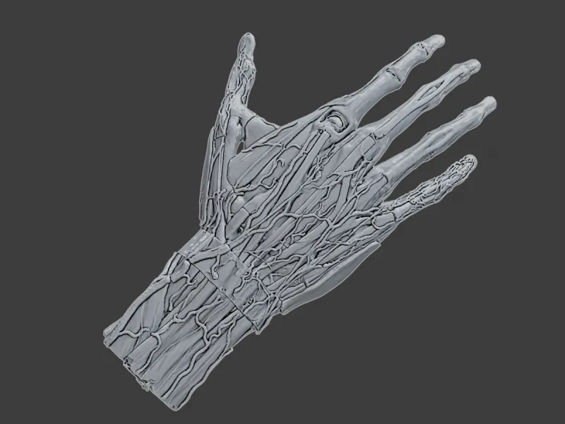 Anatomical Human Hand Veins & Tendons Medical 3D Model