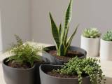 Planter-0