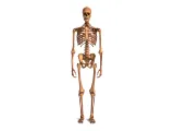 Human_Skeleton – Realistic Detailed Anatomical Bone Structur-0