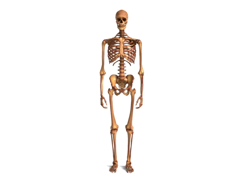 Human_Skeleton – Realistic Detailed Anatomical Bone Structur