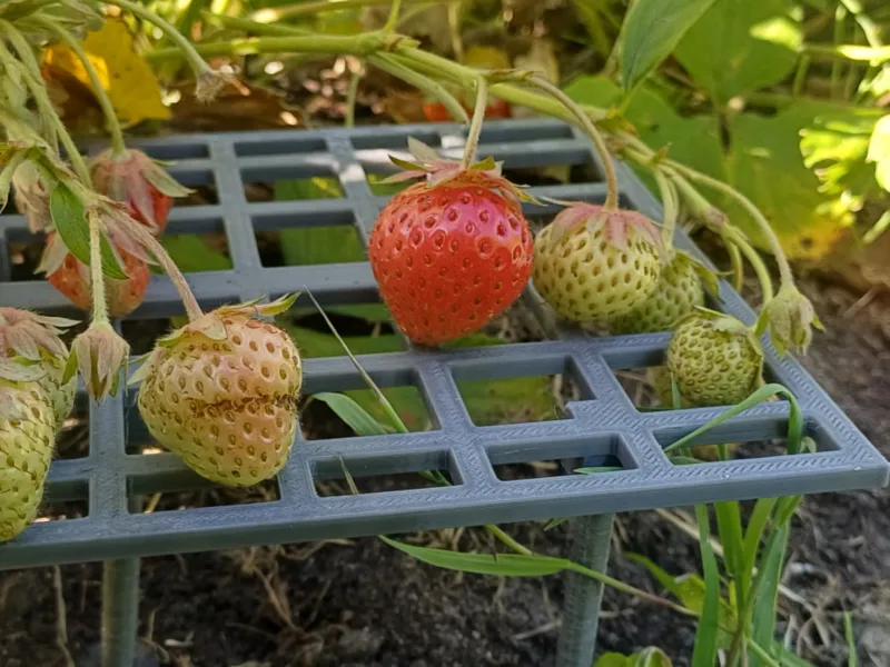 Halterung für Beeren \ Beerenhalterung