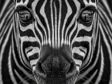 HueForge - Zebra-0
