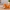 Baby Fox kitchen