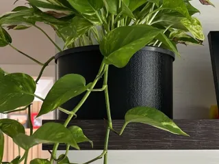 Simple Vase