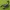 Deathstalker-Skorpion