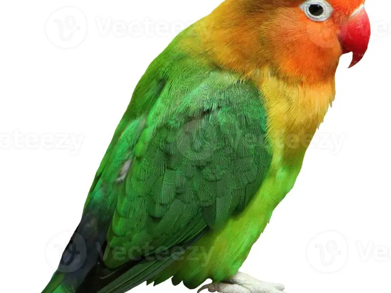 Lovebird - imán