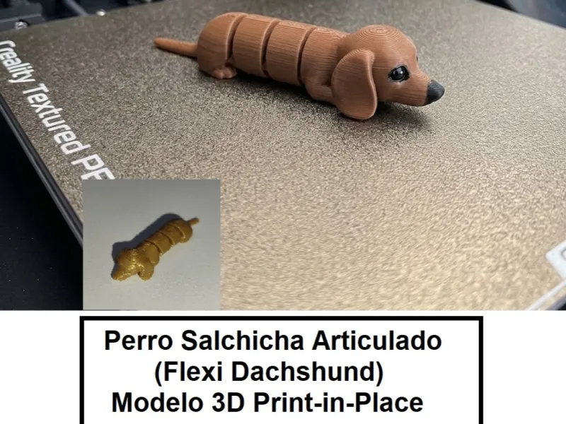 Flexi Dachshund
