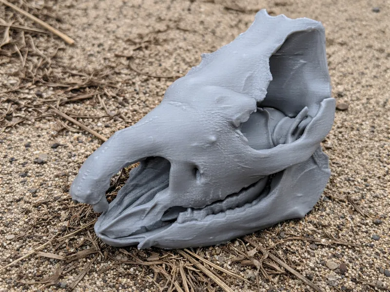 Sumatran Rhinoceros Skull