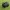 Gundi – Realistic Detailed Rodent