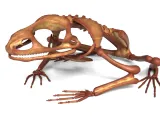 Frog Skeleton – Detailed Amphibian Anatomical 3D Model-0