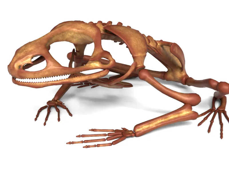 Frog Skeleton – Detailed Amphibian Anatomical 3D Model