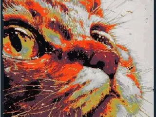 Cute view orange cat