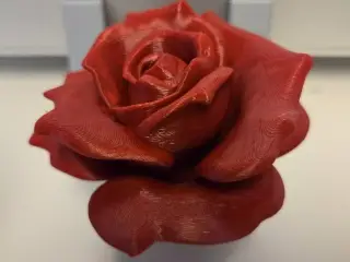 Blooming Rose (without a stem)
