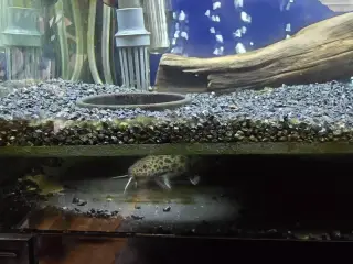 Fish Cave
