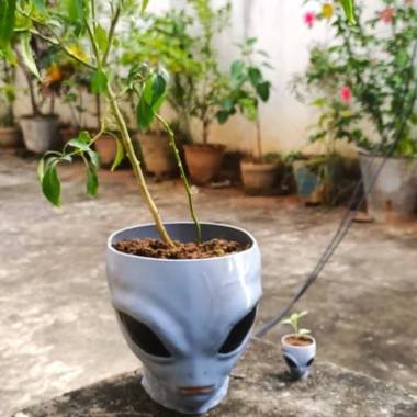Alien bowl / plant pot halloween-1
