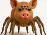 Porco aranha - pig spider-0