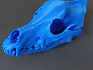 Dog skull (australian shepherd) from scan
