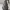snow_gnome