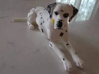 Dalmation