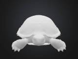 turtle  tartaruga-0
