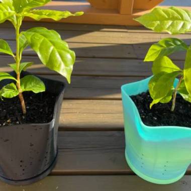 Functional and stylish planters-0