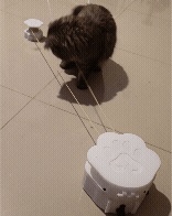 Jouets de poursuite automatique pour animaux de compagnie