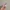 Conejo de las Profundidades (DSB) de Roblox Pressure - ¡FLEXI!
