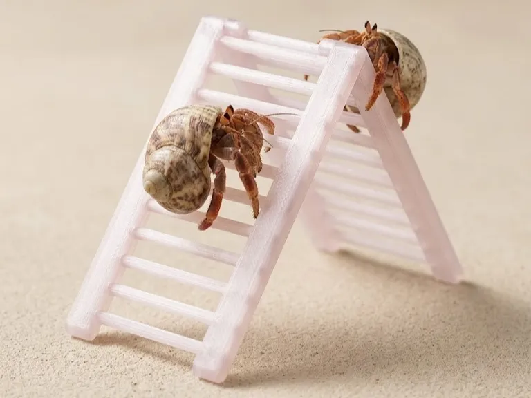 Hermit Crab_Climbing Ladder