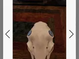 Deer head-0