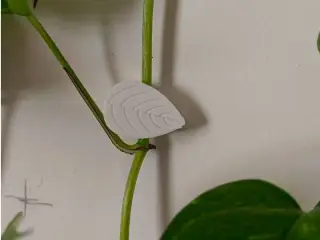 wall clipper for plants