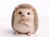 Erizo/Hedehog-0
