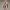 Collector's Edition Bikini Figure v10