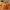 Cute pumpkin