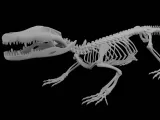 Crocodile_Skeleton – Realistic Detailed Reptile Bone-0