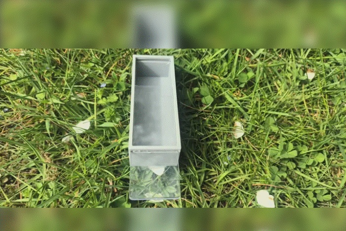 Insect Observation Box with Ventilation Holes V2