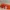 Minecraft Fox sleeping/Minecraft Fuchs schlafend