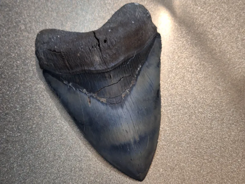 Megalodon tooth  6-1/4