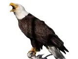 Eagle on a tree-0