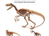 Atrociraptor Skeleton - 3D Printable Bone Model-0