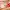 Cute ToadStool Buddy Clicker + Keychain — Cherry MX Fidget T