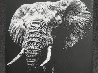 Elefant