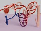 Human Kidney Nephron 3D Model Illustration-0