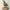 Low Poly Quail