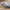 Squirrel Glider Skull