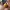 Honey Buzz Buddy – Noah0x03