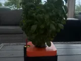 Hydroponic planter (kratky method)-0