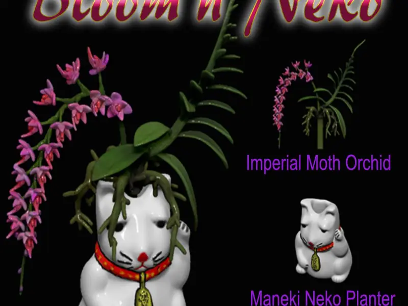 Bloom'n Neko : Originaler Maneki-Neko-Pflanztopf & Orchideenblüte
