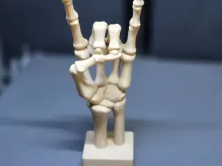 Bone to Rock