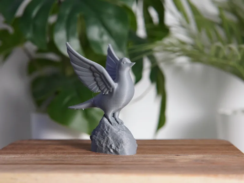 Dove on a Rock