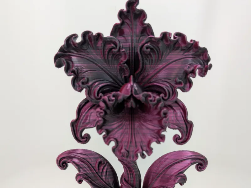 L'Orchidea della Notte di Velluto